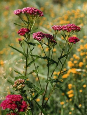 Achillea millefolium var. rubra (mil hojas)